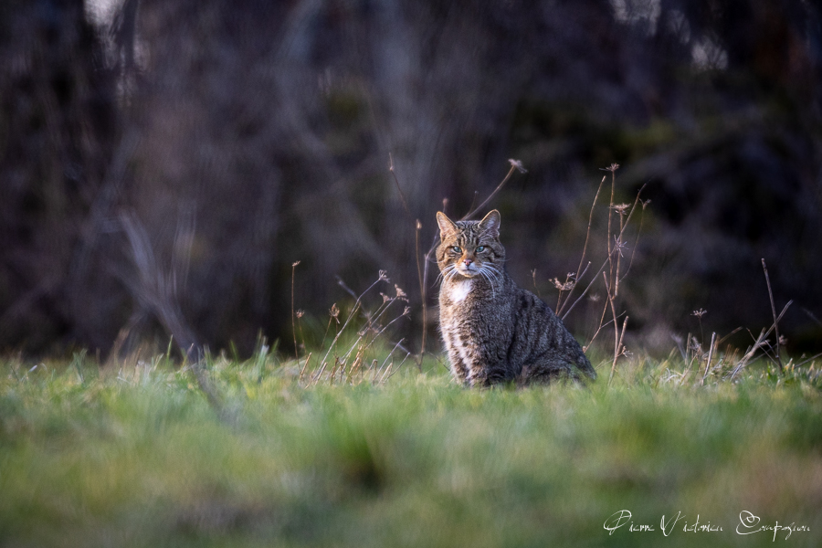 Chat forestier