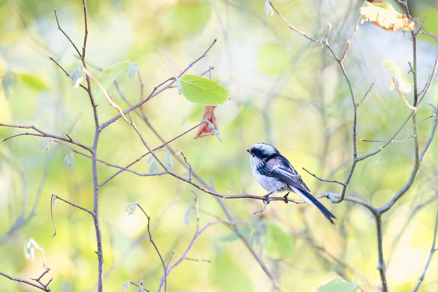 Orite à longue queue